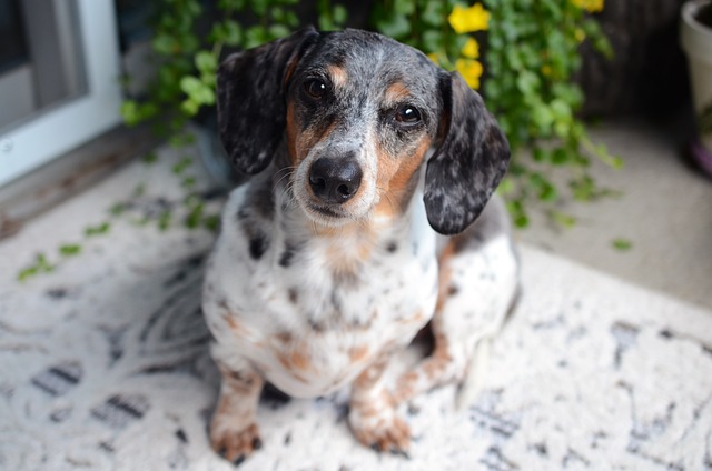 Hundehimlen i helsinki: Oplev finlands hovedstad med man's bedste ven