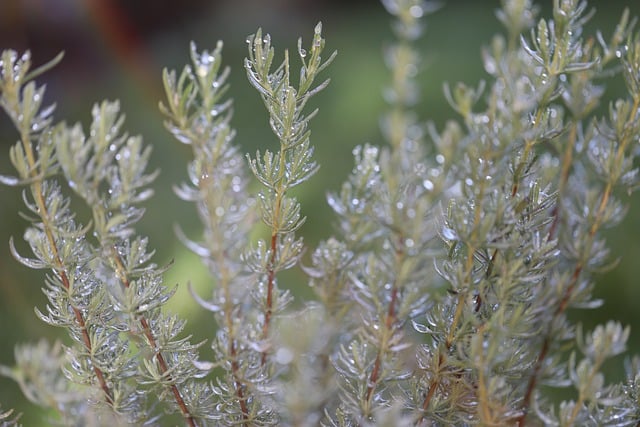 Naturlige fjender: Planter og dufte der holder hvepsene væk